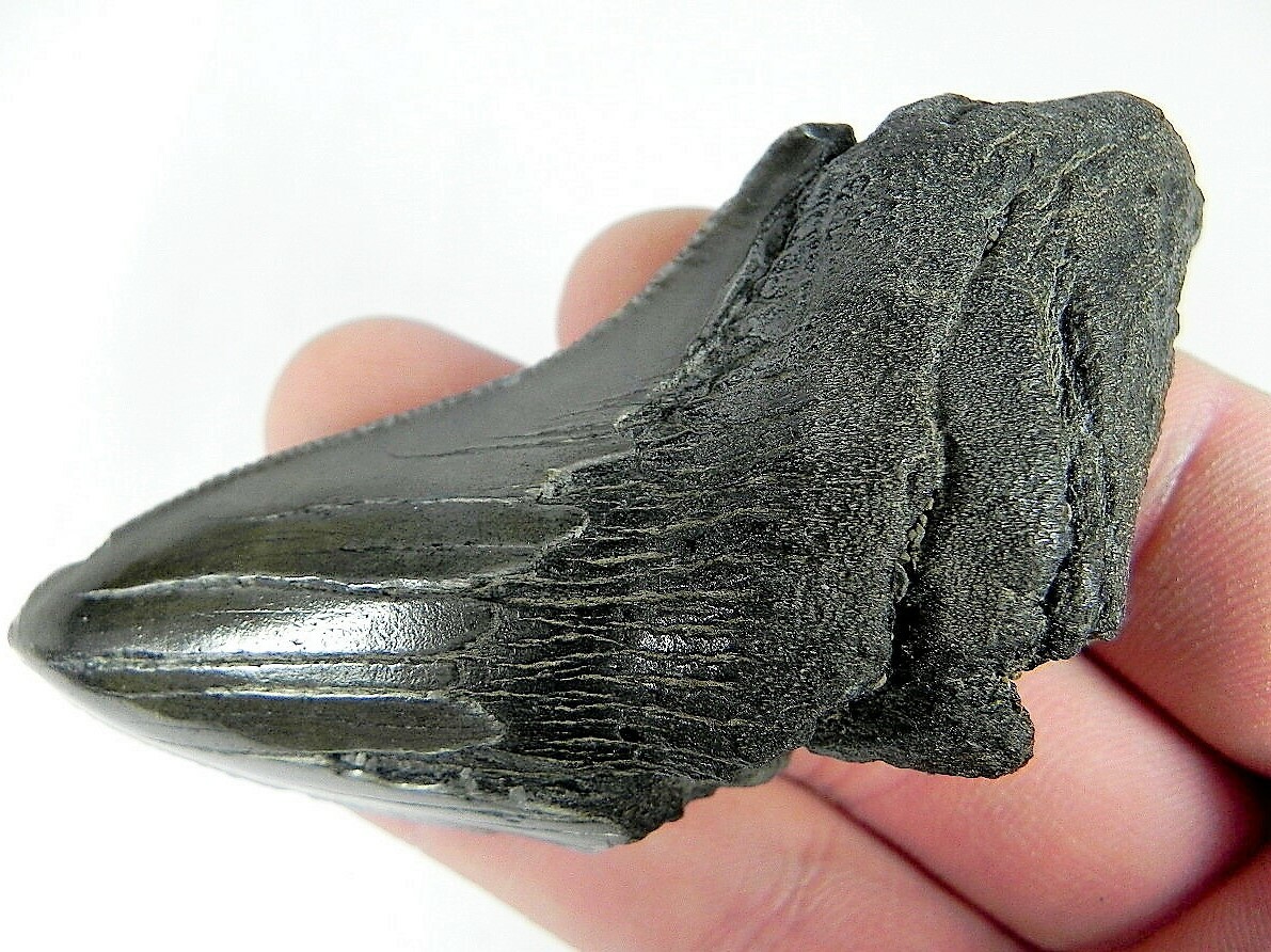 MEGALODON SHARK TOOTH PARTIAL HALF FOSSIL GIANT ANCIENT PIECE BIG MEG SERRATED