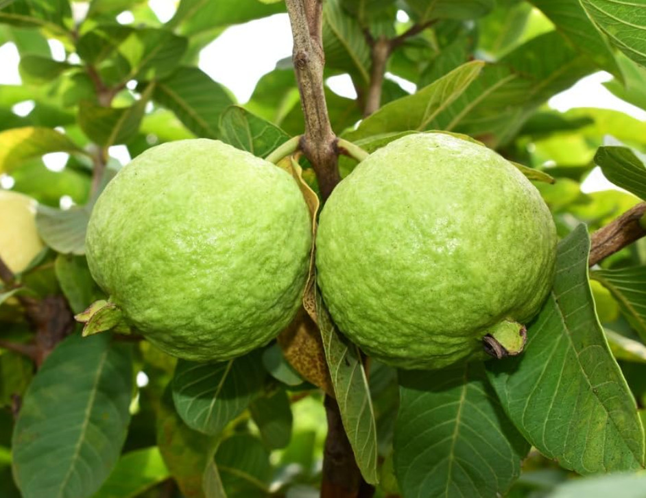 Pink Guava Tree - 2-3ft - 3Gallon - Tropical Fruit Tree for Sweet Pink Flesh