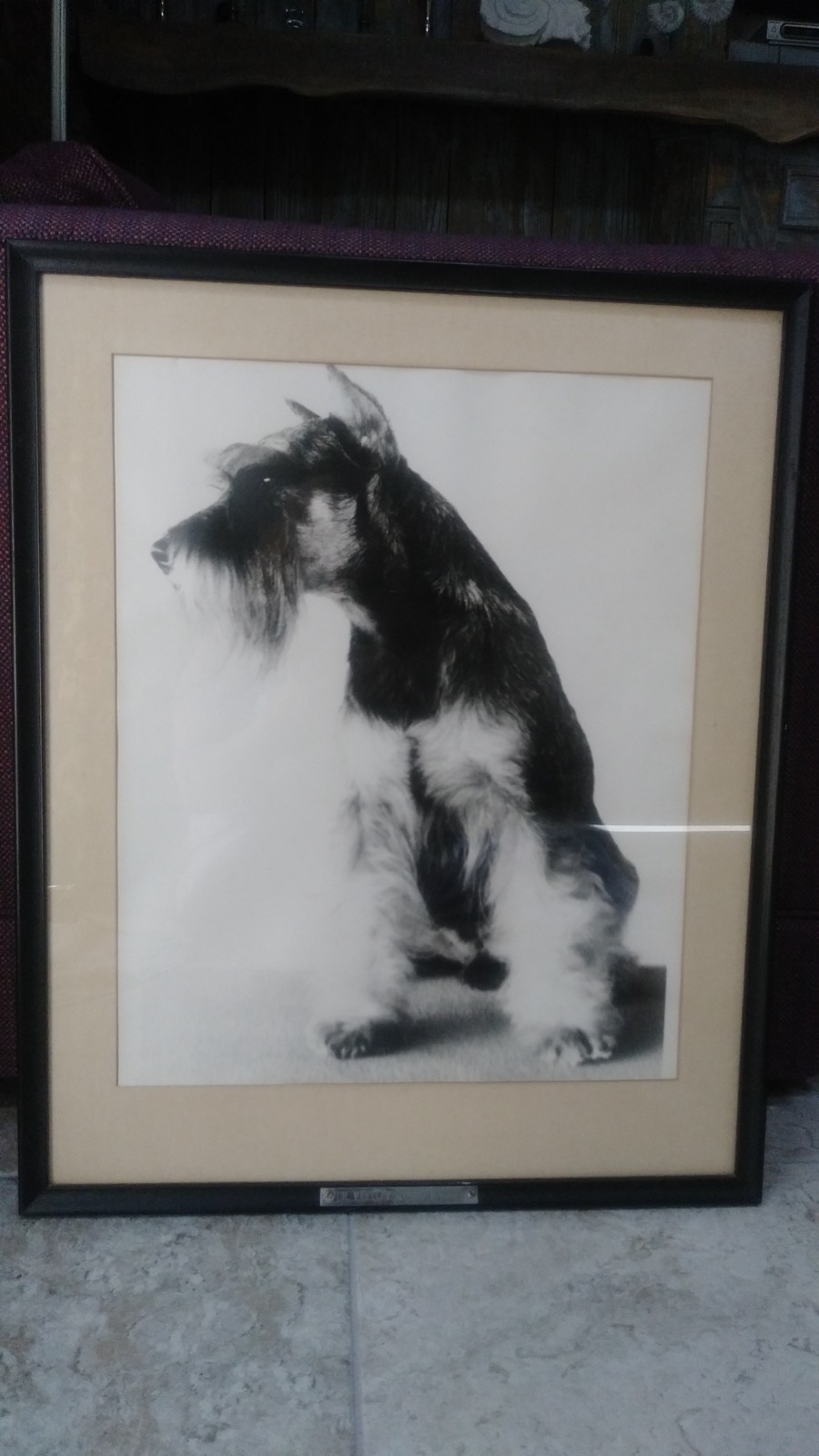 Schnauzer  -  Antique Gelatin silver print portraits (2 ) - Acclaimed Schnauzers
