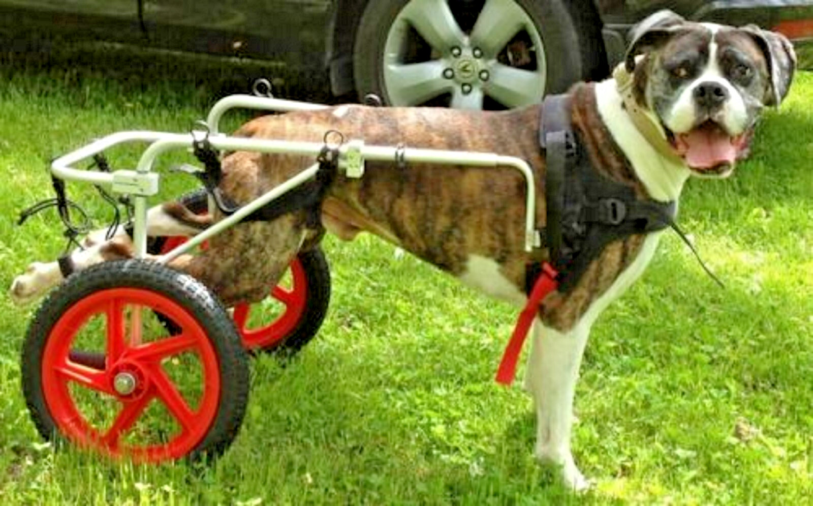 Free Shipping Best Friend Mobility Elite For XL Dog Wheelchair