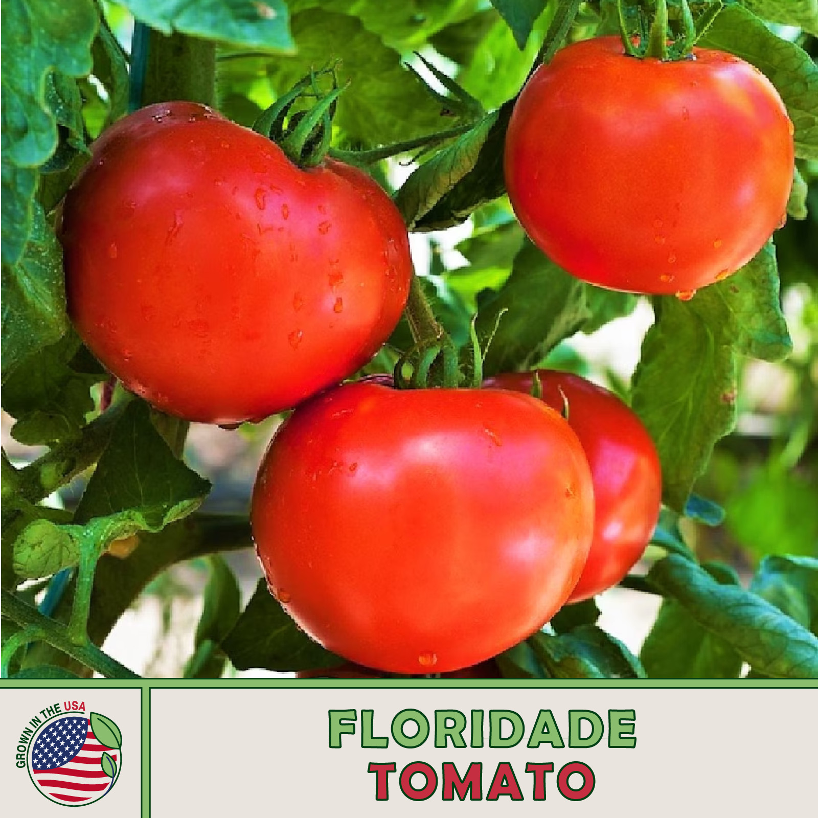 10 Floridade Tomato Seeds, Heirloom, Heat & Disease Resistant, Genuine USA
