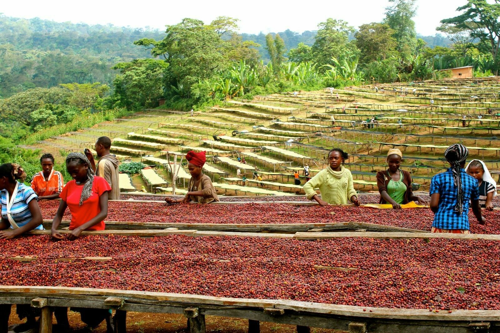 Ethiopian Yirgacheffe Coffee 3lb Fresh Medium Roast Single Origin 1 LB Bags