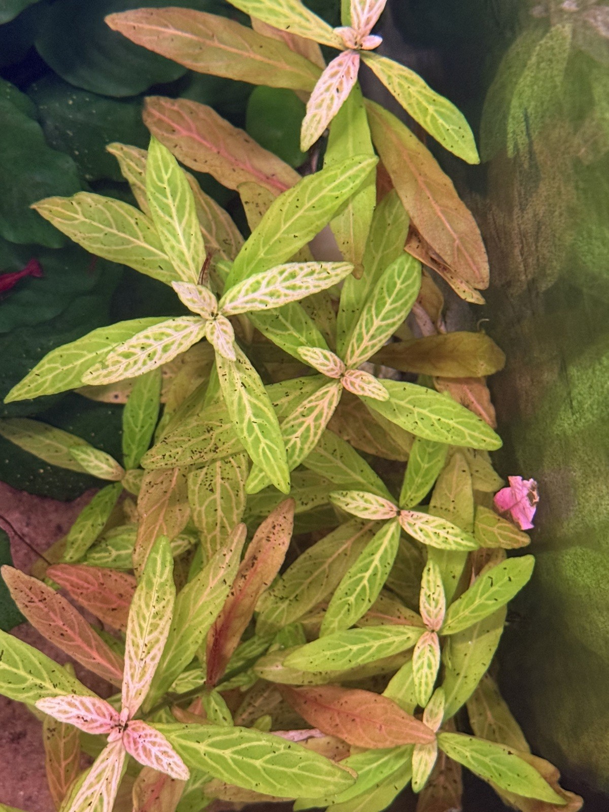 Easy aquarium starter plants Hygrophila Ludwigia Pogostemon Cryptocoryne