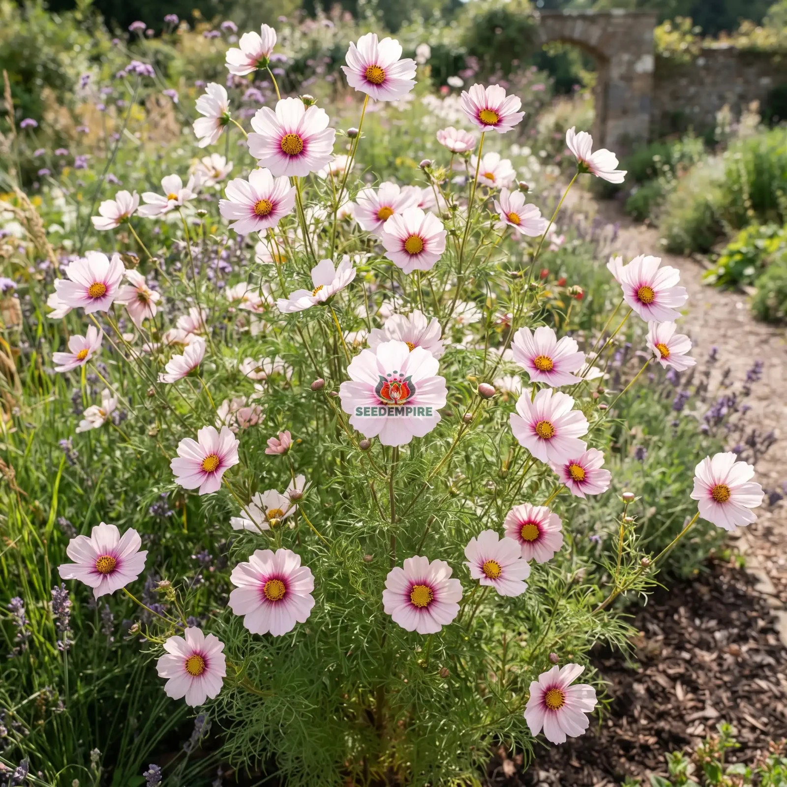 COSMOS DAYDREAM Cosmos Bipinnatus - 550 Bulk Seeds