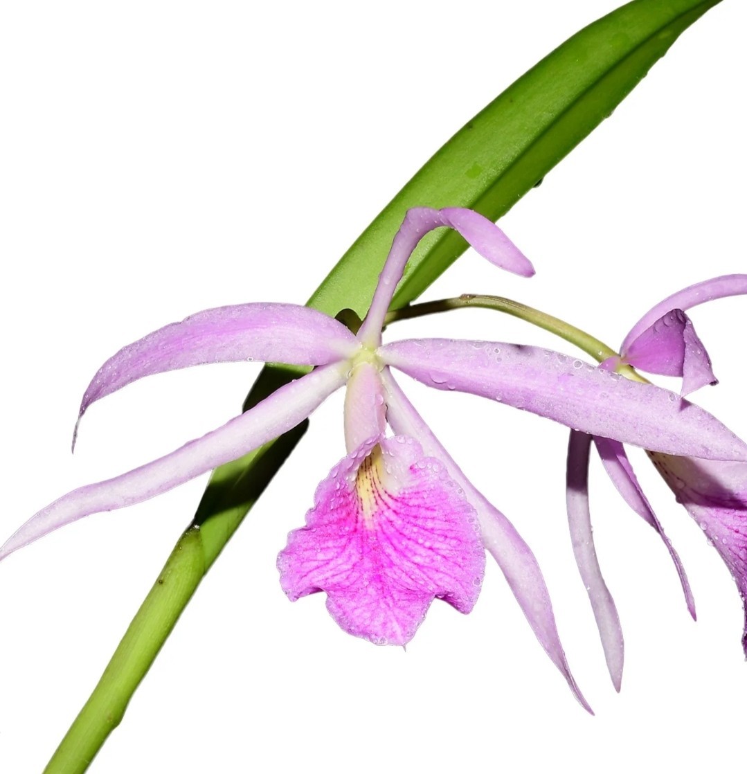 Brassocattleya Kay ( N X Var Atropurpurea) Fragrant Blooming Size Cattleya Plant