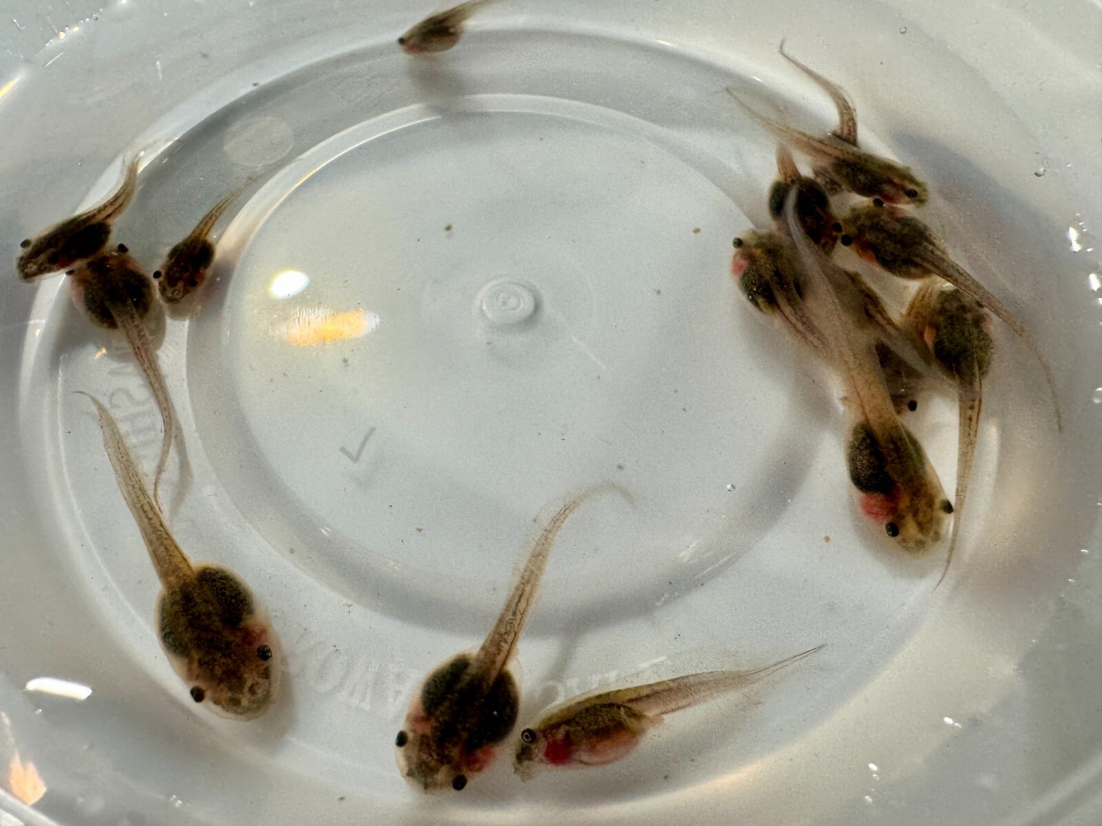 10 Live Captive Bred White\'s Tree Frog Tadpoles (Litoria caerulea) 