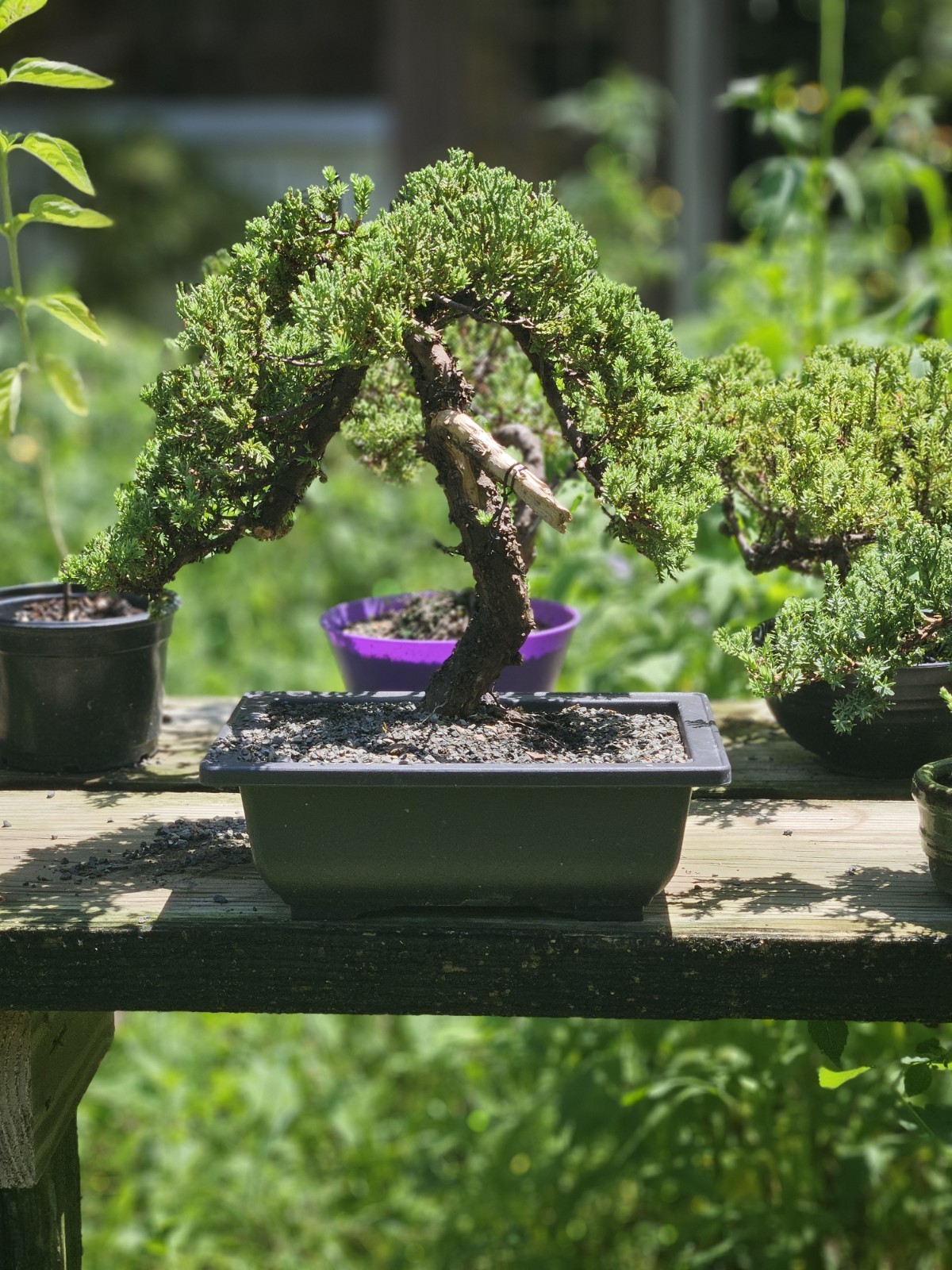 Japanes Juniper Bonsai In 9 Inch Plastic Pot. 14 Year Old Beauty. Jin And Shari Japanes Juniper Bonsai In 9 Inch Plastic Pot. 14 Year Old Beauty. Jin And Shari