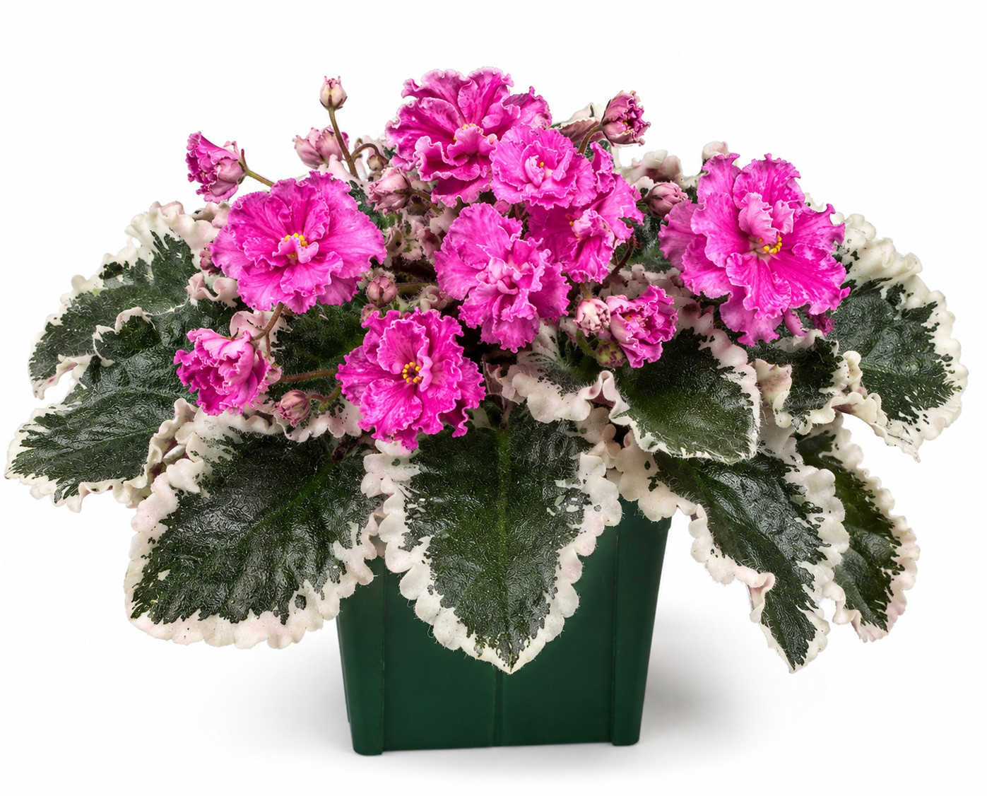 2 African Violet Leaves ~ * ANN * ~ 2 African Violet Leaves ~ * ANN * ~