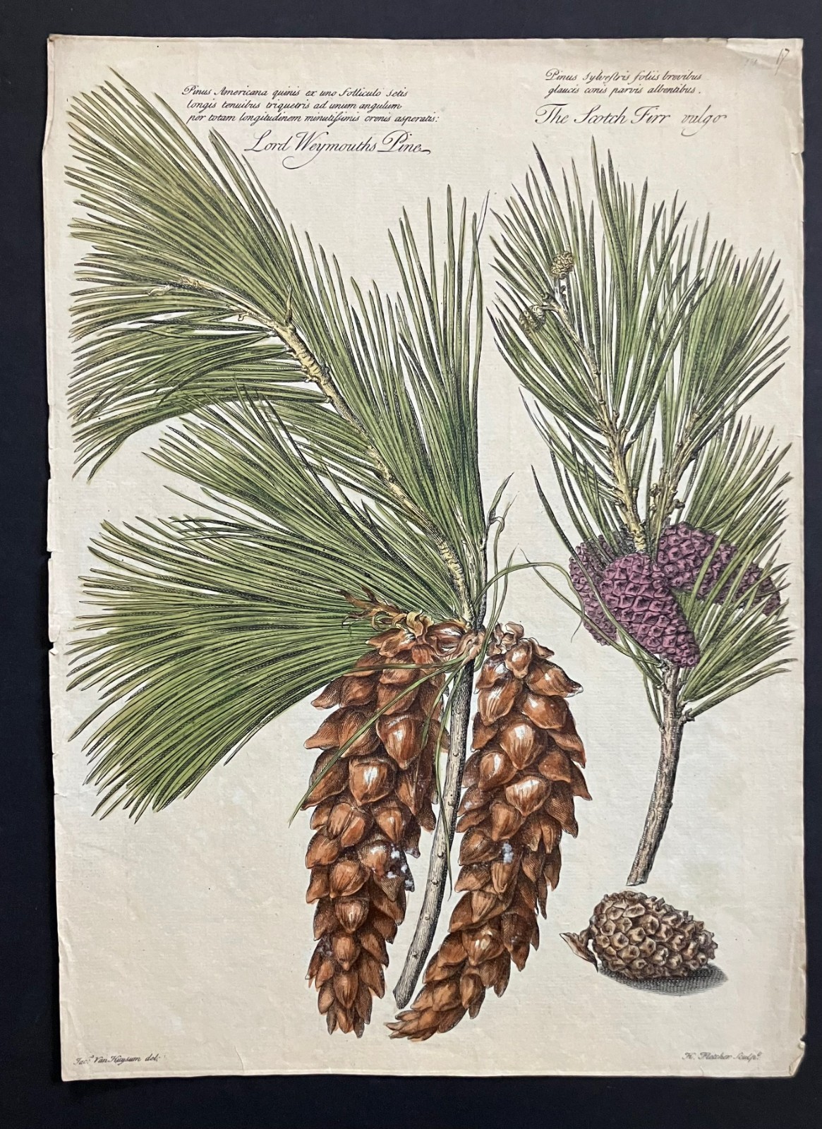 Jan VAN HUYSUM  (1682-1749)  FINE  group of 7  hand color engravings 1730