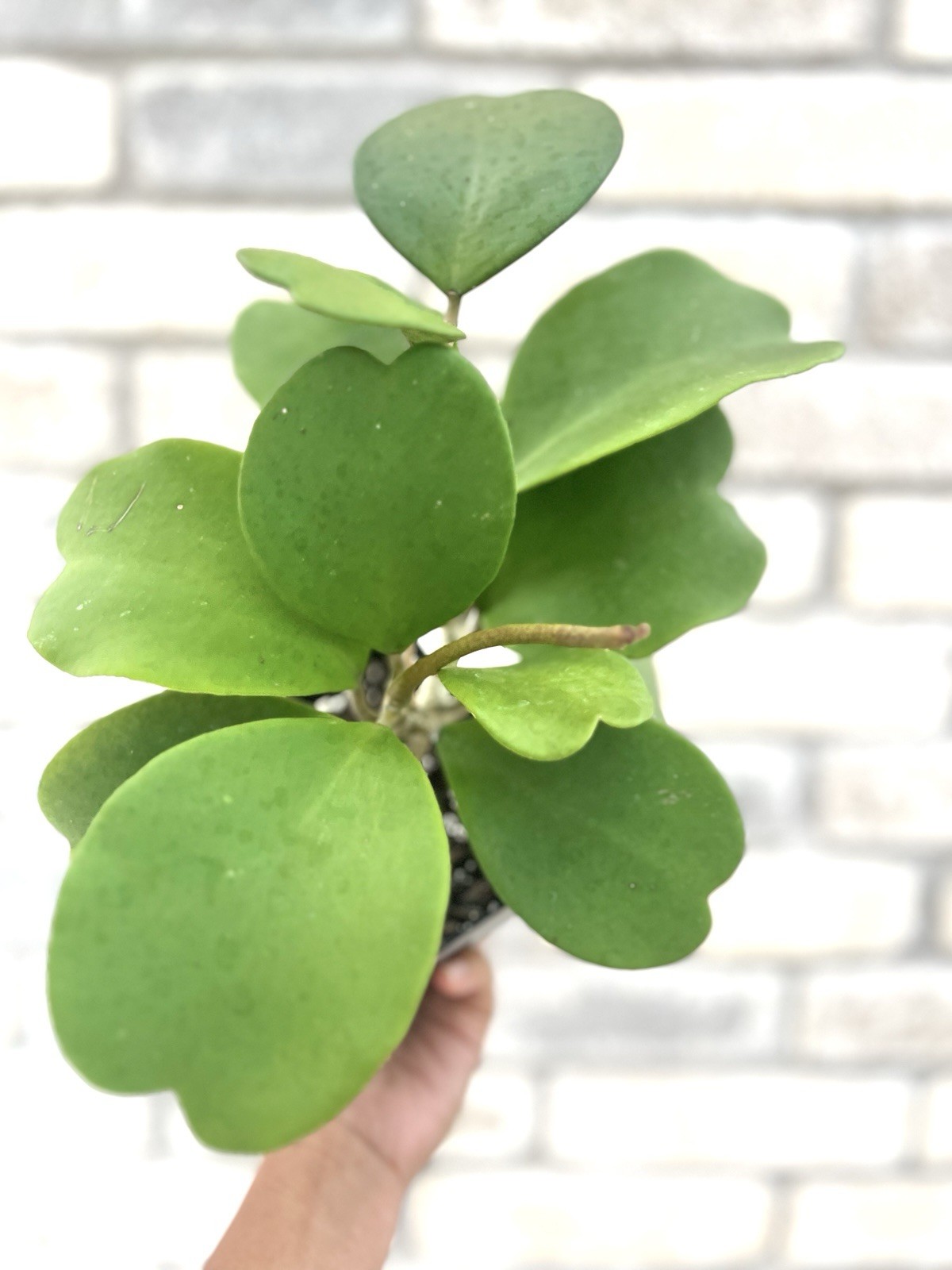 Hoya Kerrii Green - Sweetheart plant- Valentine Plant- Rare Love Gift