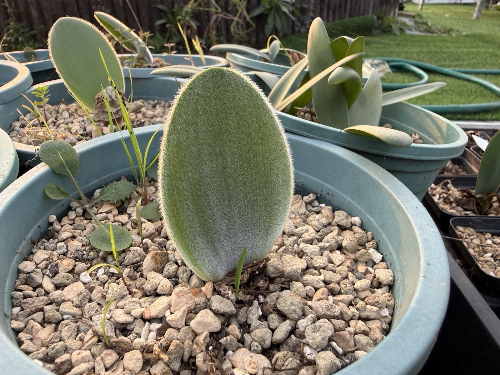 haemanthus unifoliatus, flowering size ~3cm in diameter haemanthus unifoliatus, flowering size ~3cm in diameter