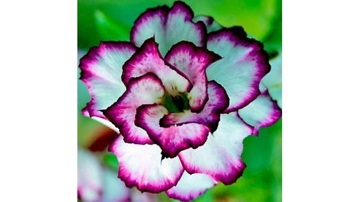 New Rare limited quantities. Dokswai, Triple bloom. Healthy seedlings