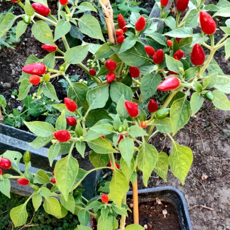 2 live Chile Pequin Plant (Capsicum annuum) 12-20\