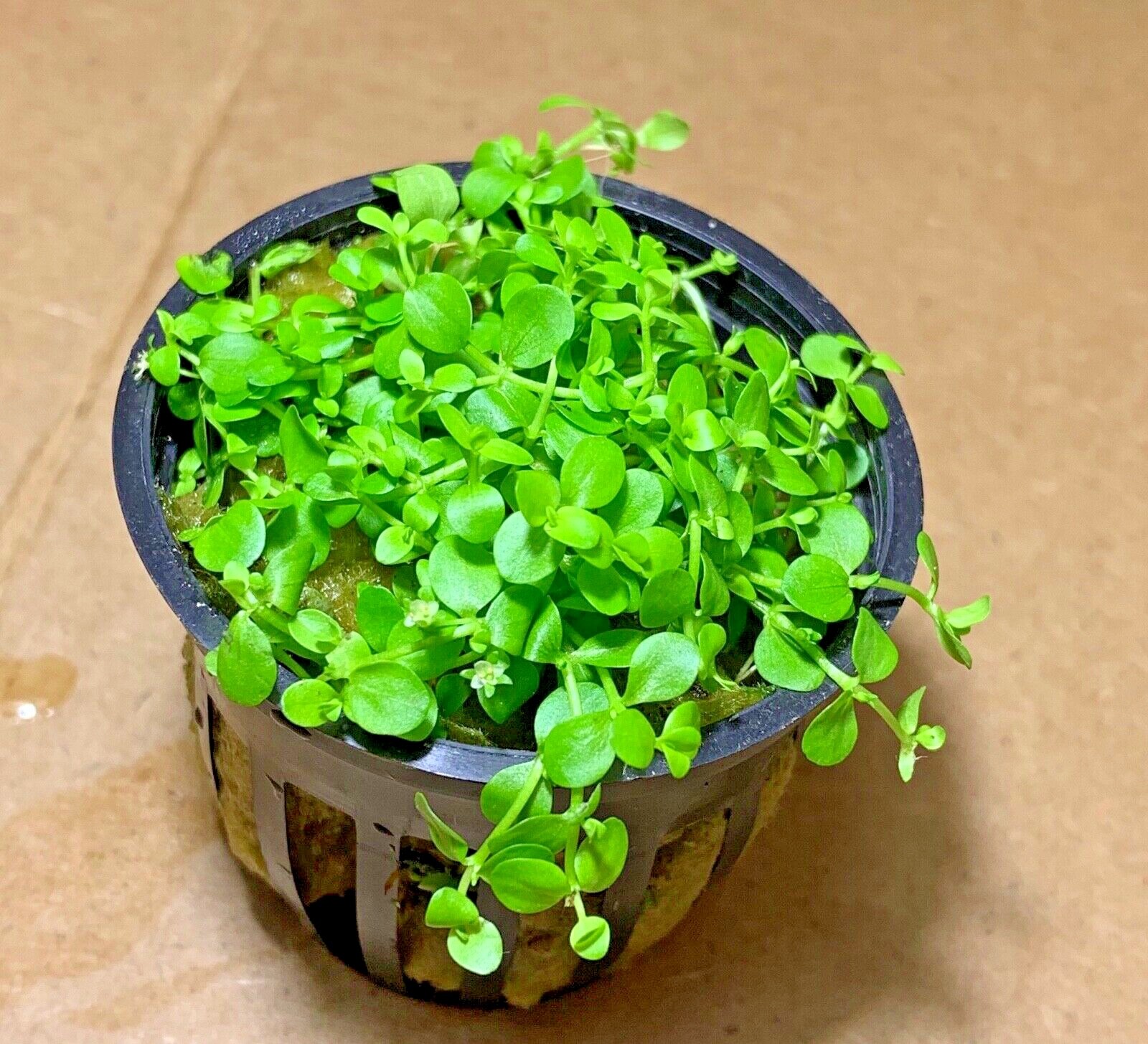 *BUY 2 GET 1 FREE* Micranthemum Monte Carlo Easy Carpet Live Aquarium Plant ✅