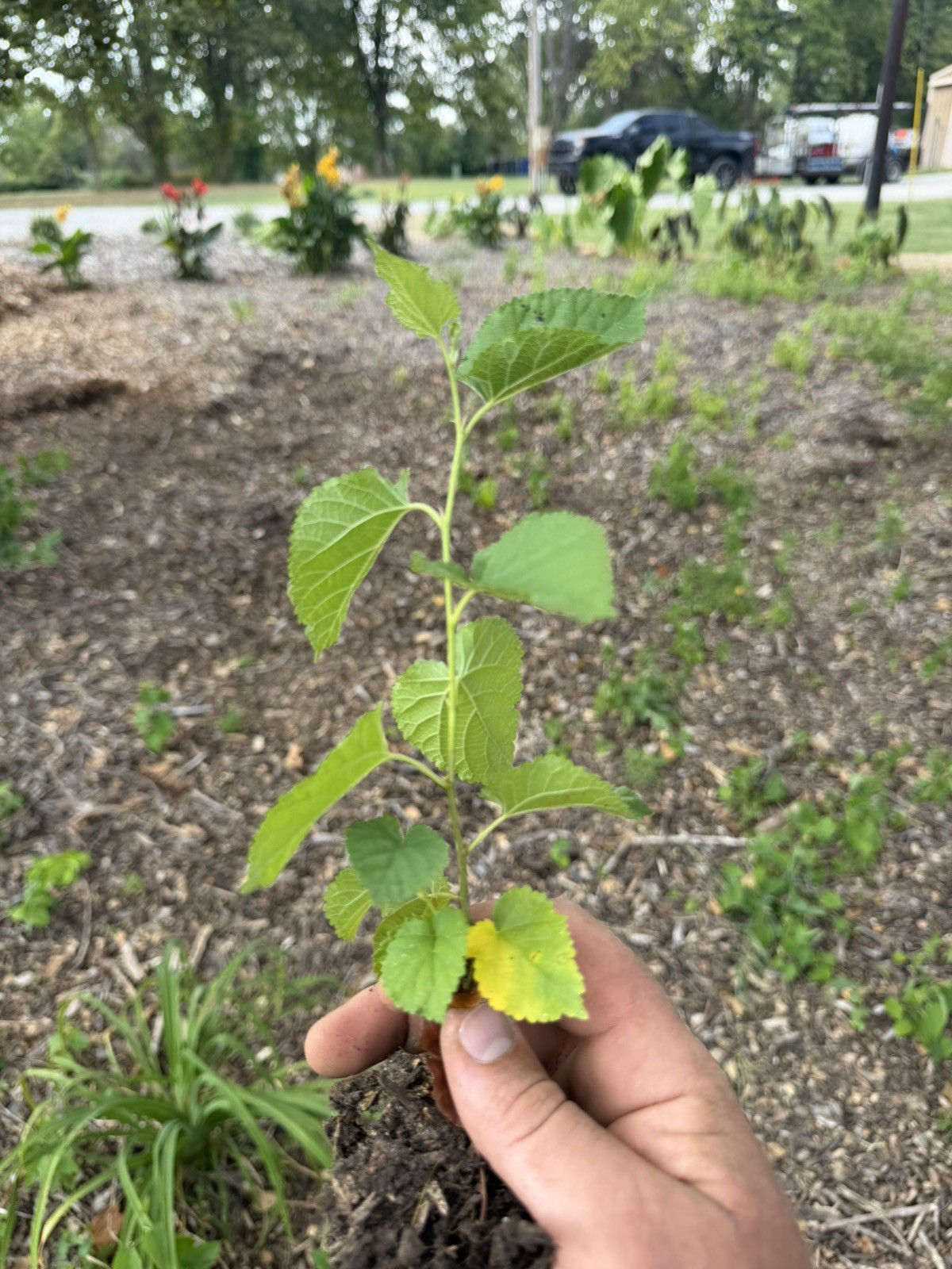 3 White Mulberry Tree 8-12\