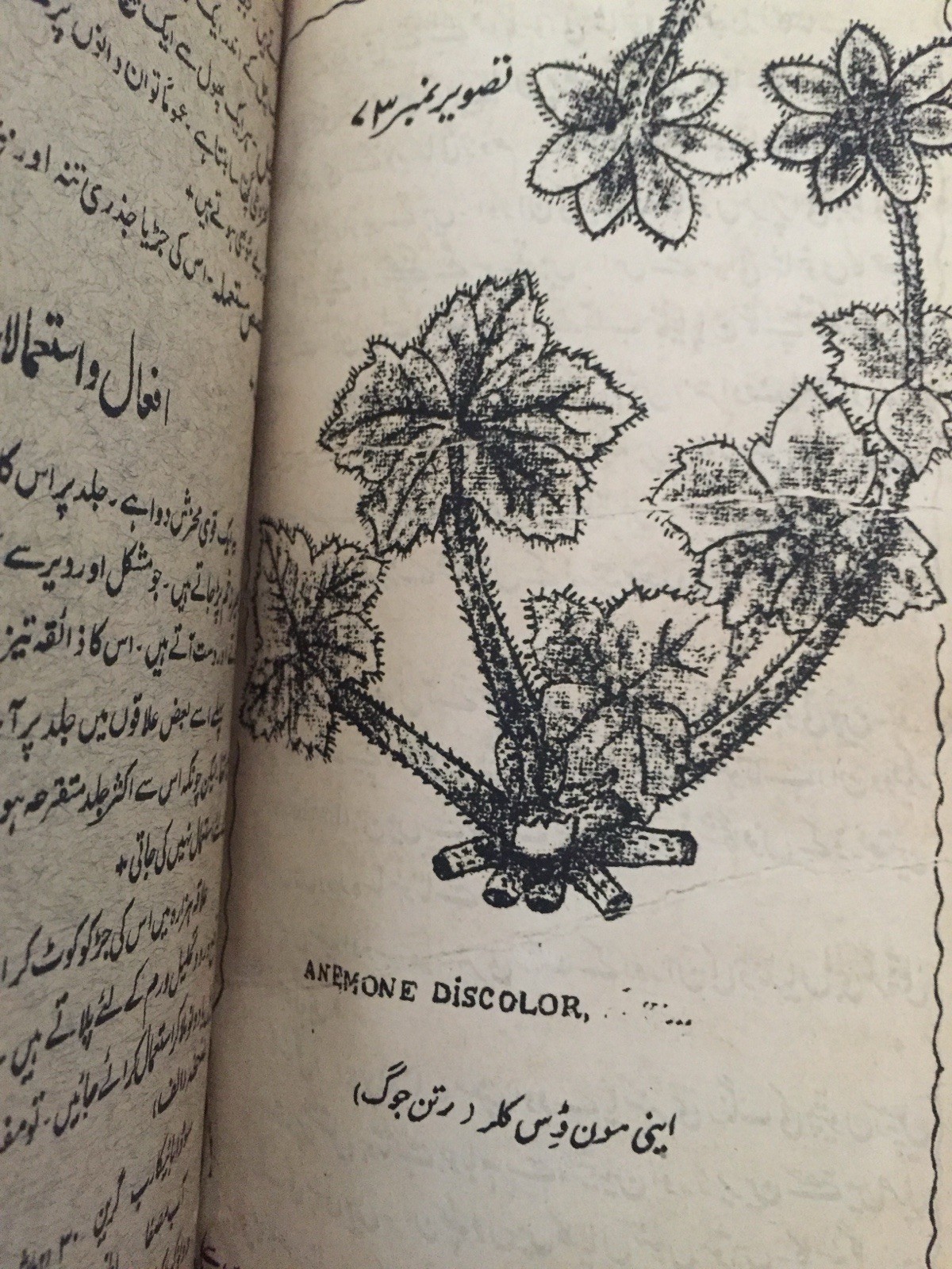 Persian Vintage Old Antique Book Herbal Treatment 