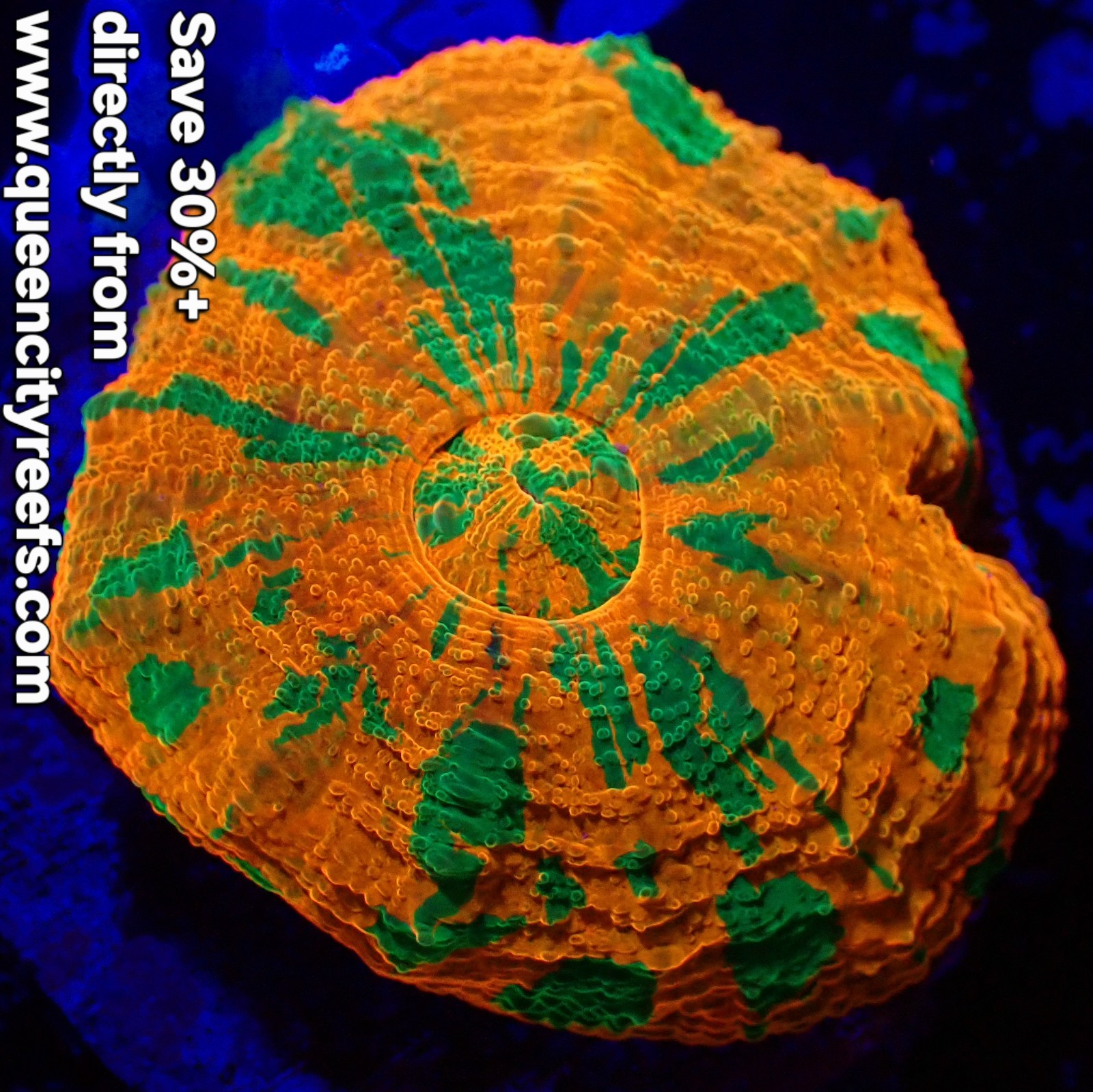 WYSIWYG Captive Bred Reverse Bleeding Apple Scolymia Australis LPS Coral (S)