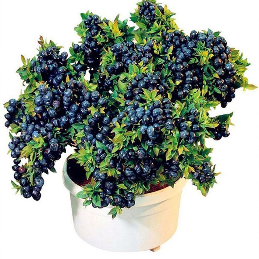 60 DWARF BILBERRY Vaccinium Caespitosum Whortleberry Blue Berry Fruit  seeds