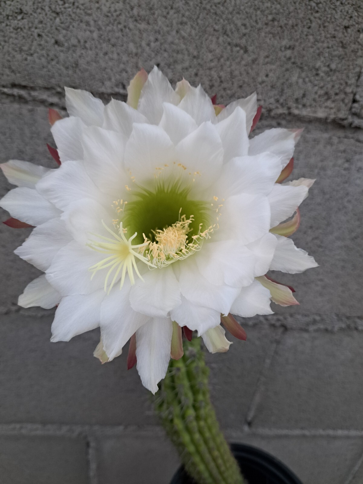 Echinopsis Cereus Thelegonus 3 Tops Plant Cactus 11H