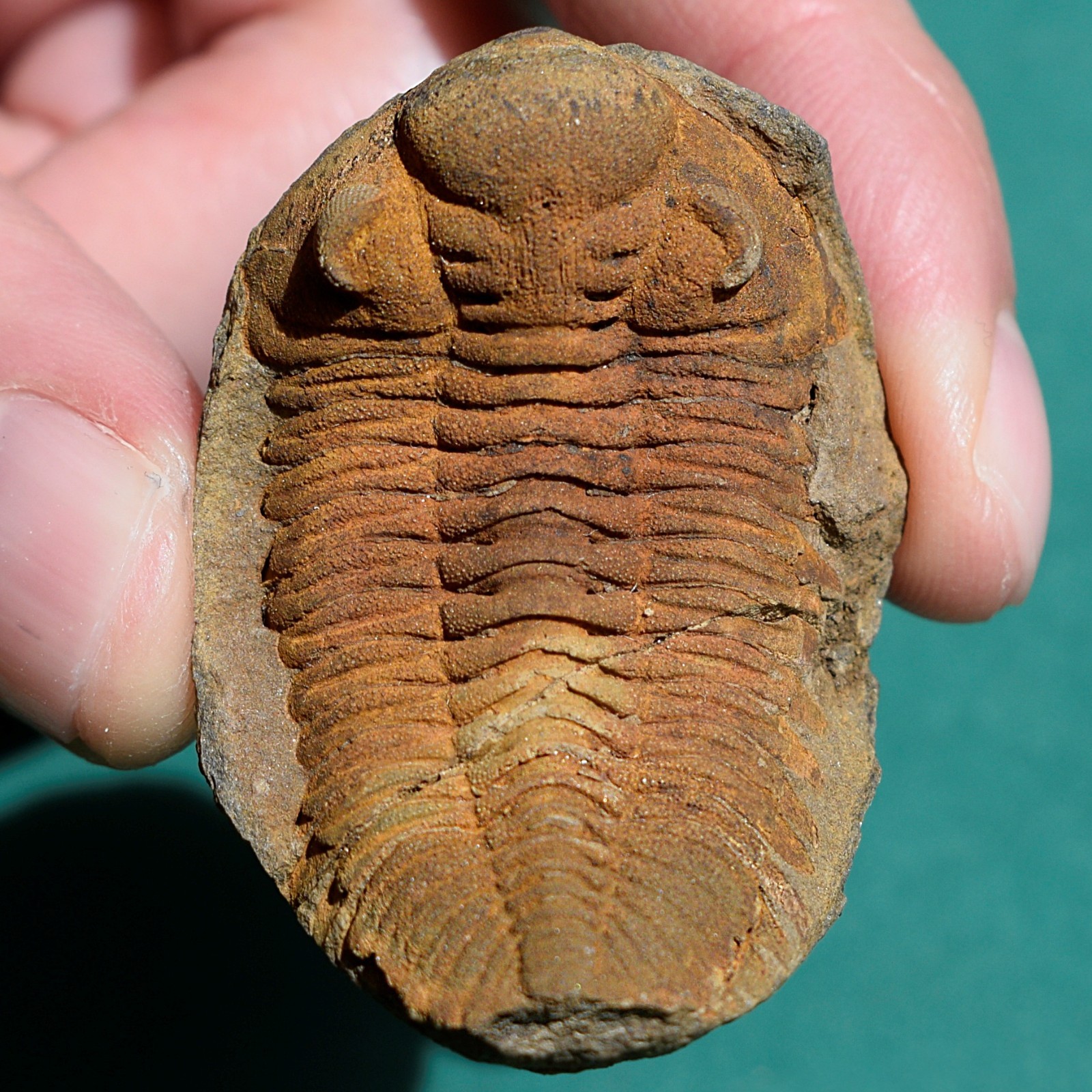 Trilobite, Eldredgeia venustus: Bolivia devonian trilobite fossil