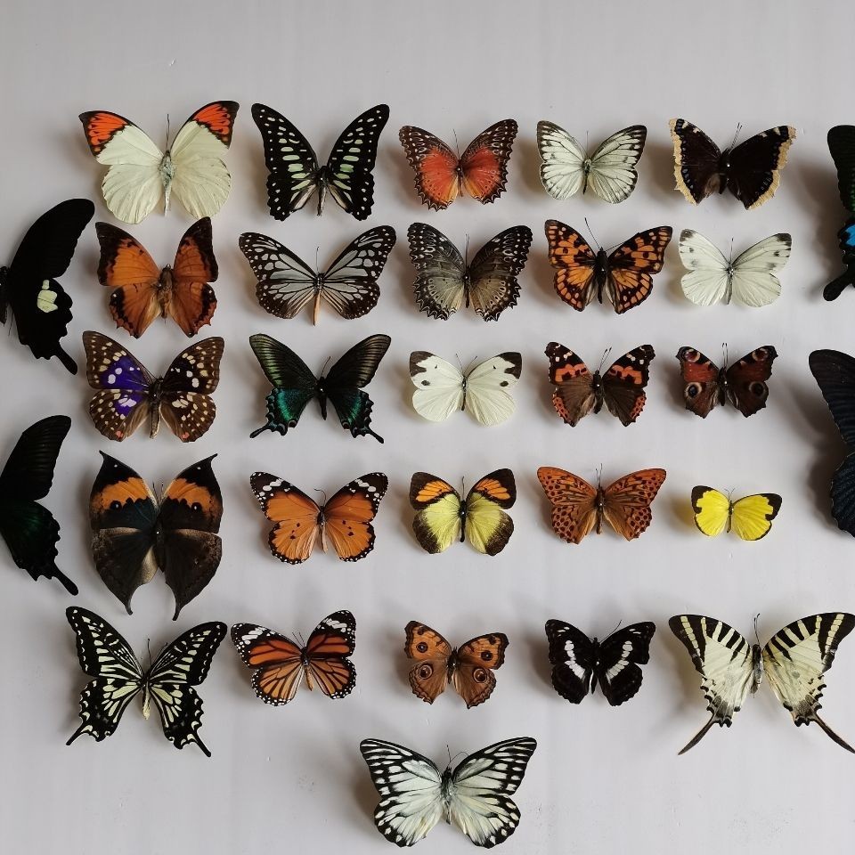 30 Real Butterfly Specimens Mixed Species No Duplicates Spread Wings DIY Decor