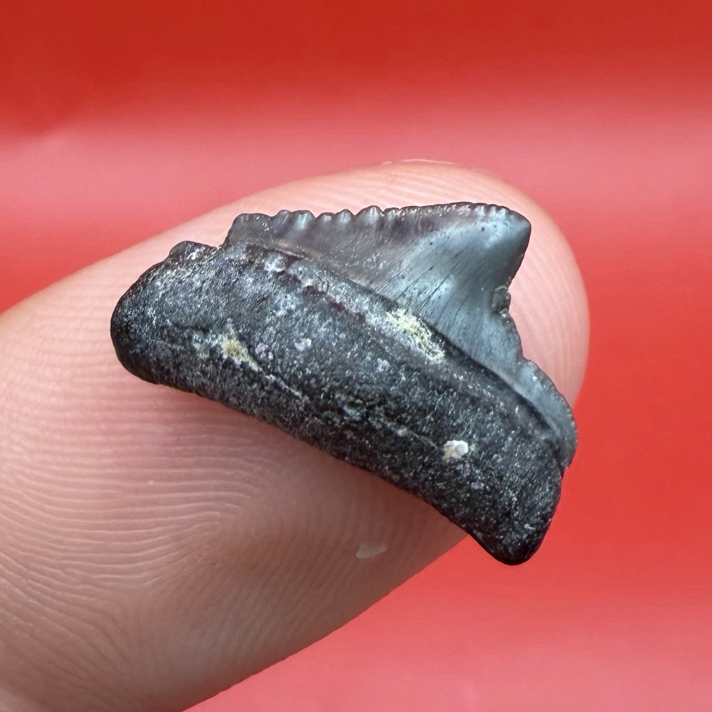 RARE BABY MEGALODON TOOTH .62” VENICE FLORIDA