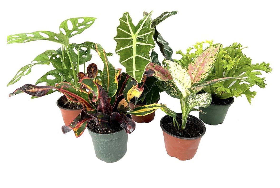 5 Pk 4” Assorted Plants 5 Pk 4” Assorted Plants