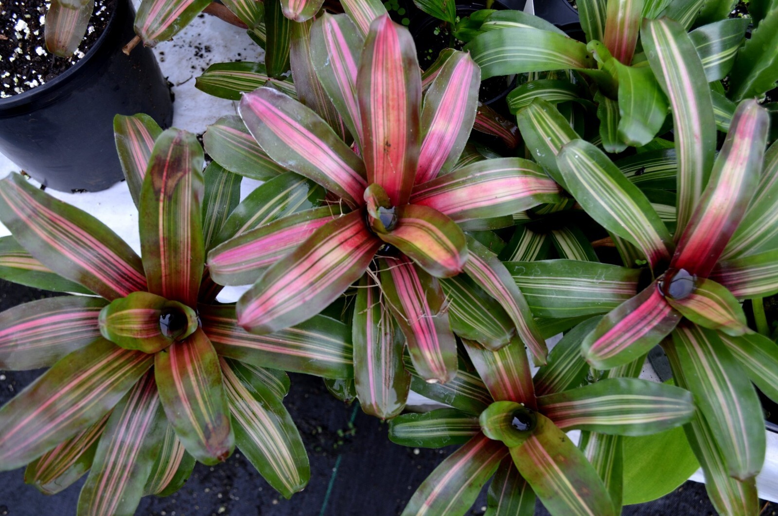 Bromeliad Neoregelia Zoe (2 Plants For The Price)******