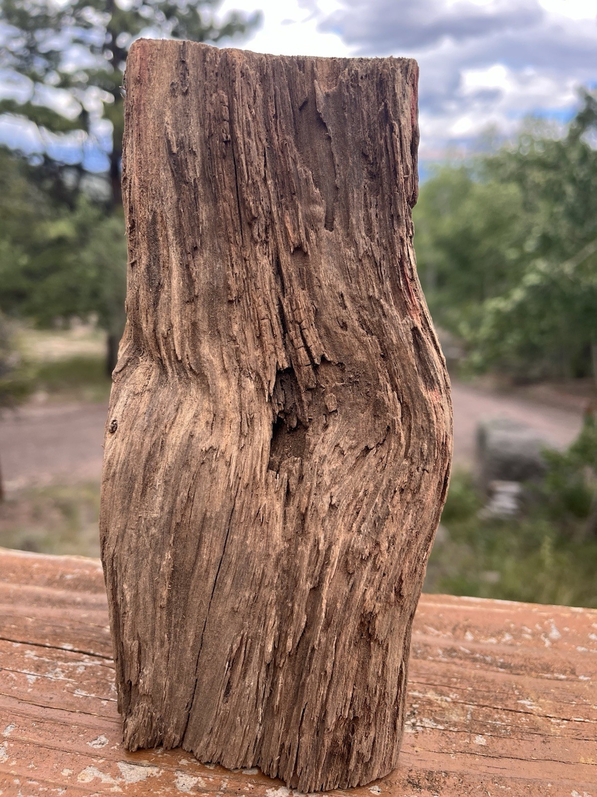 Ancient Alligator Juniper Taproot – 1854 Big Burn Ghost Forest Deadwood Ancient Alligator Juniper Taproot – 1854 Big Burn Ghost Forest Deadwood