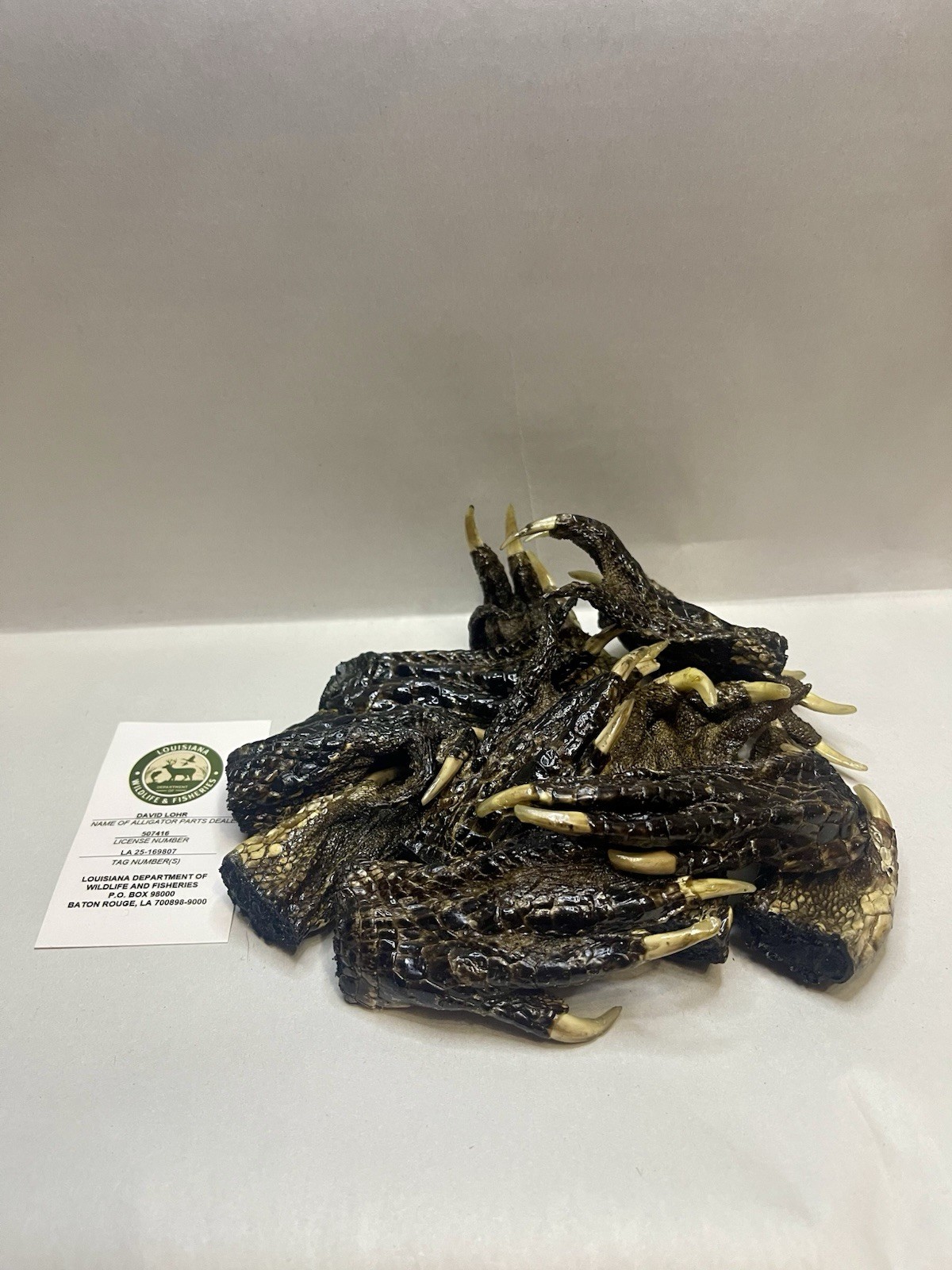 12 Medium American Alligator Feet 2-4” Louisiana