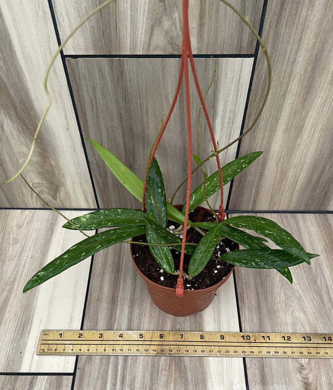 Hoya SP.  SR-2007-13  From Loei Province Shipped In 5\