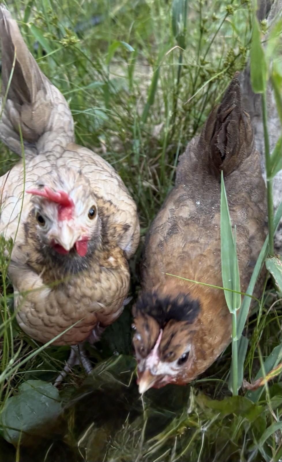6 Kikiriki Hatching Eggs 🐣Adorable Tiny Chickens From Puerto Rico 6 Kikiriki Hatching Eggs 🐣Adorable Tiny Chickens From Puerto Rico