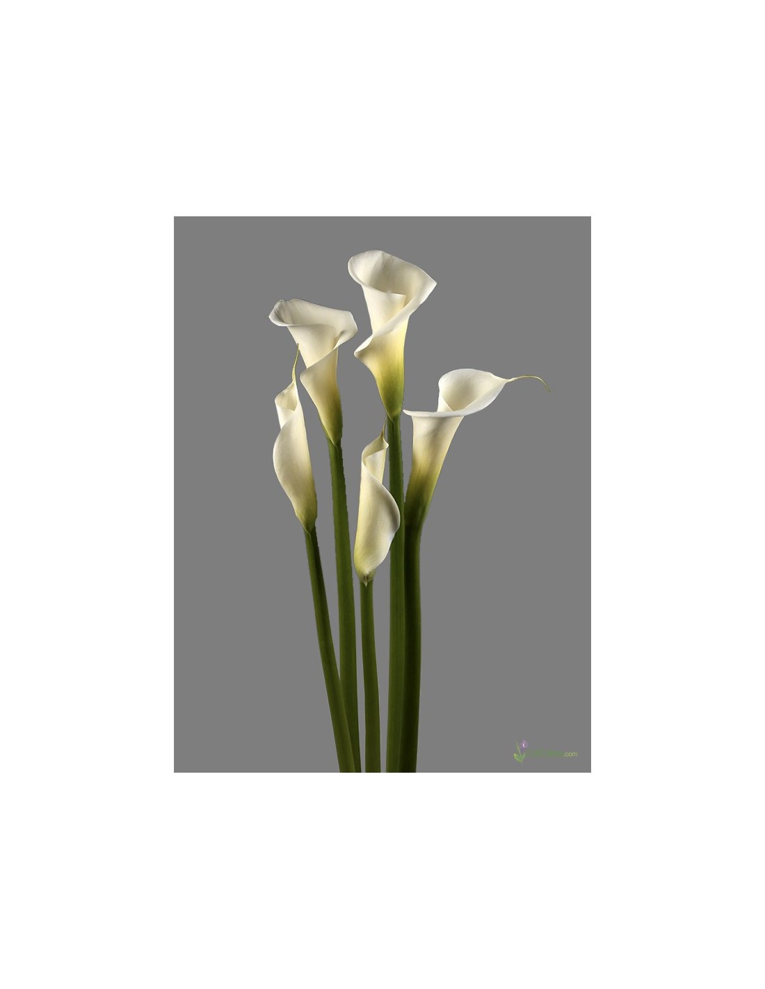 Calla Lily White Premium — Wholesale Fresh Premium Callas (40 Stems) Calla Lily White Premium — Wholesale Fresh Premium Callas (40 Stems)