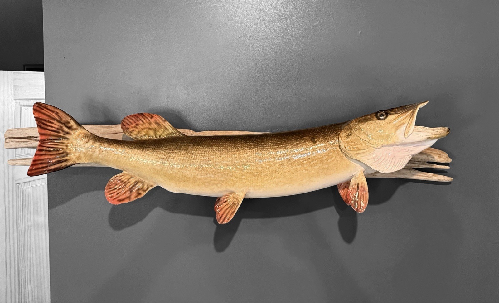 Beautiful Real Skin Musky Mount Excellent Condition