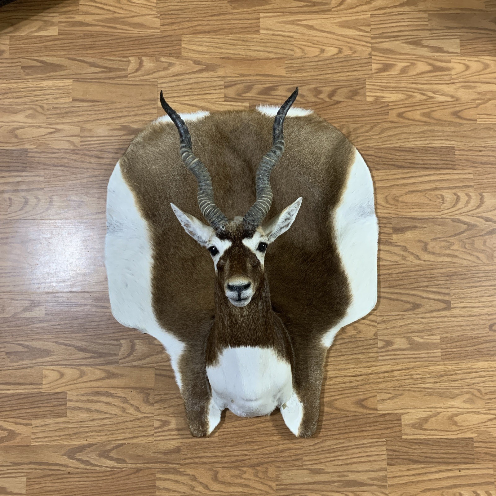 Blackbuck Antelope Shoulder Mount Hide Rug Taxidermy Trophy Wall Display