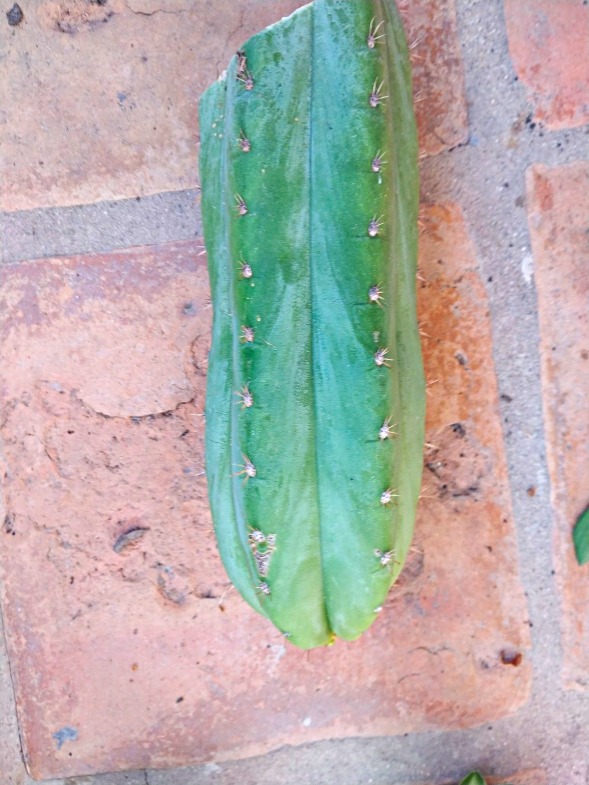 Cereus Columnar cactus cutting tpqc Cereus Columnar cactus cutting tpqc