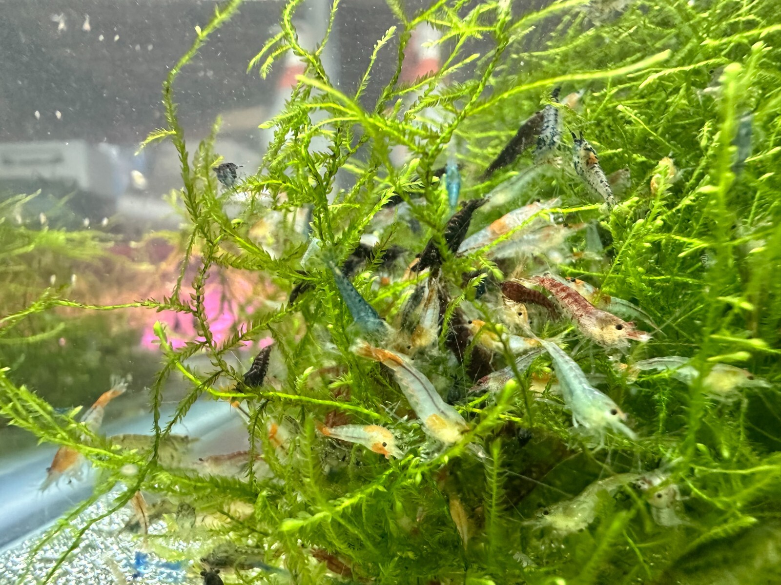 40 + 2 Pack Cull🦐 Freshwater Neocaridina Shrimp Beginner Pack