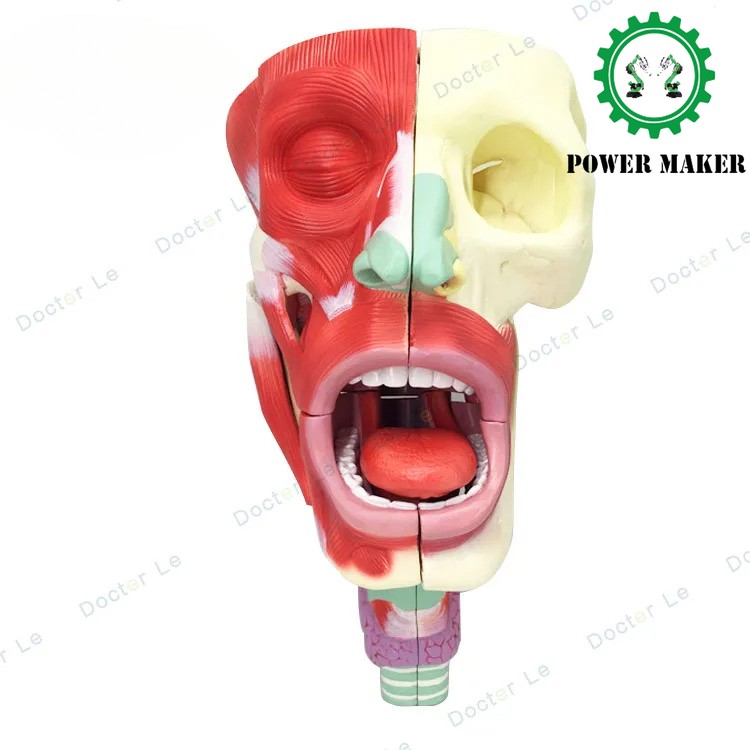 10parts Assembled 1:1 Life-sized Human Throat Head Facial Muscles Anatomy Model