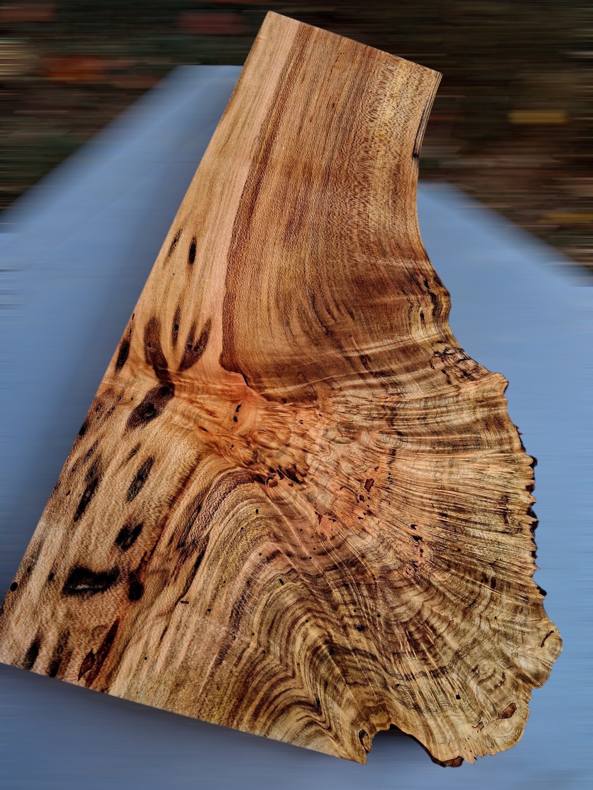 XL WORMY BIRDSEYE MAPLE Burl wood Blank LIVE EDGE Curly MAPLE AMBROSIA BURL Wood