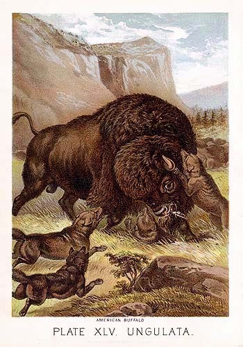 Original 1880 Johnson\'s Household Book of Nature Color Lithograph: Buffalo