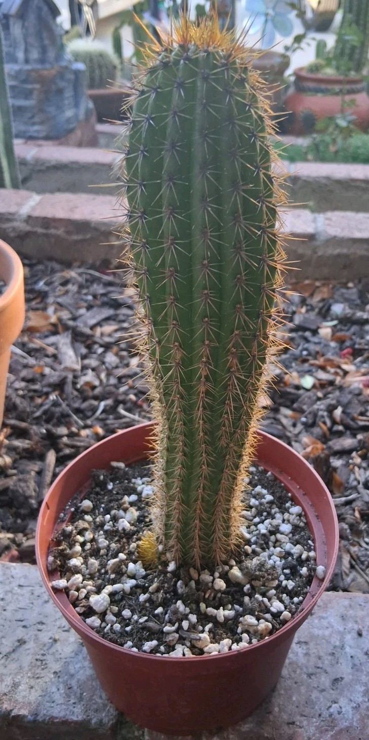 Echinopsis GOLDEN SPACIANA,T Cereus Grandiflores 10-11\
