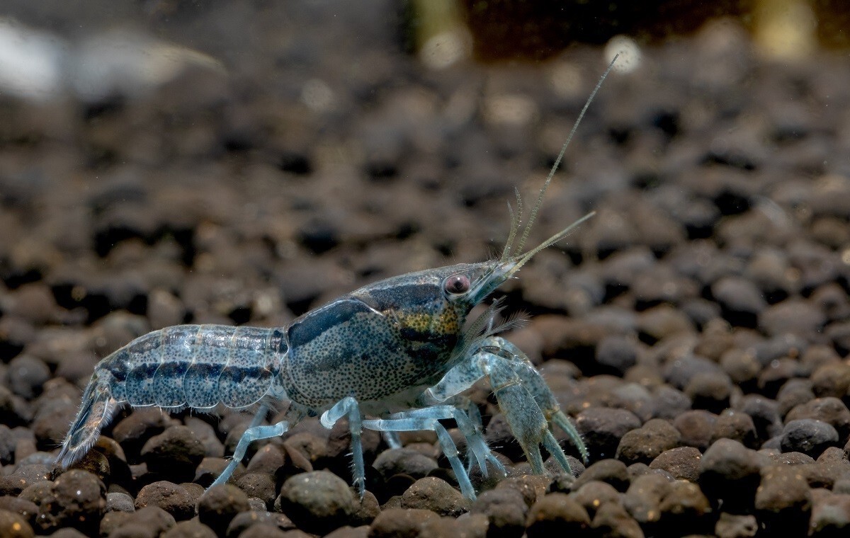 10 + 2 DOA High Grade Brazos Blue Dwarf CrayFish Young Custom Special Blue Breed