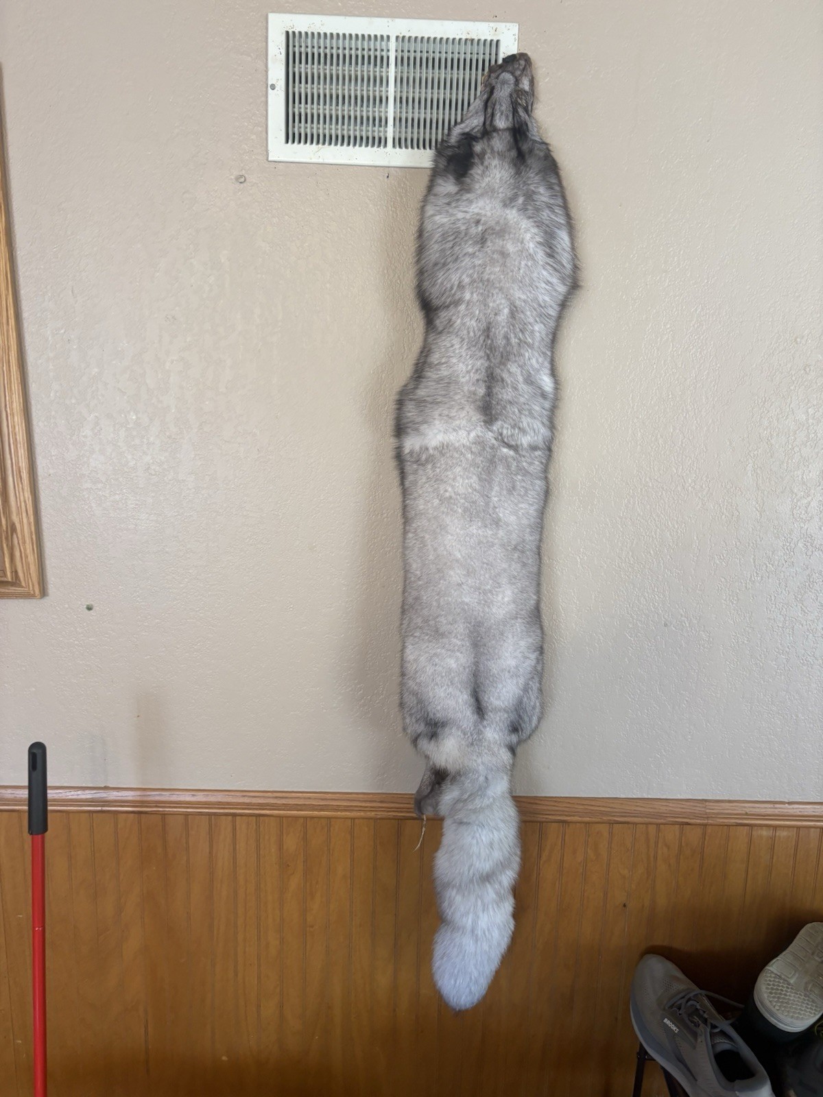Tanned XXL Blue Fox Hide/Blue Silver Grey Color/Furs/Taxidermy/Crafts. New Tanned XXL Blue Fox Hide/Blue Silver Grey Color/Furs/Taxidermy/Crafts. New