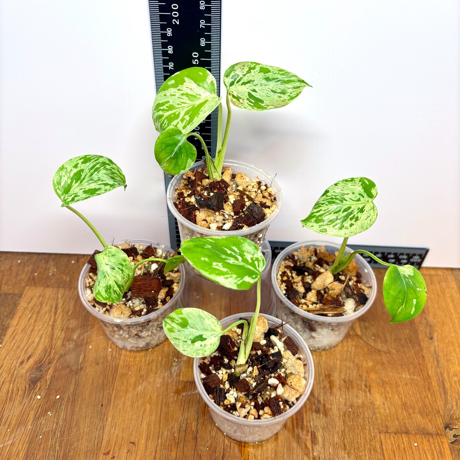 Bulbasaur Monstera deliciosa | High variegation starters | Rooted plants