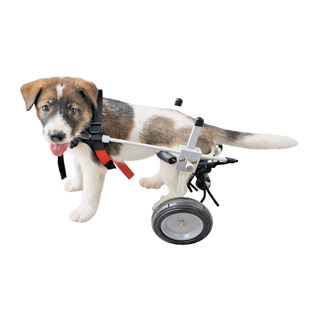 Best Friend Mobility Elite XXS Dog Wheelchair