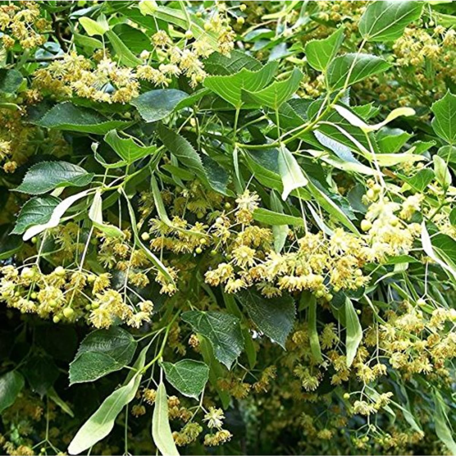 American Linden Tree Seeds Tilia Americana 2 Seeds Basswood Growing Instructions