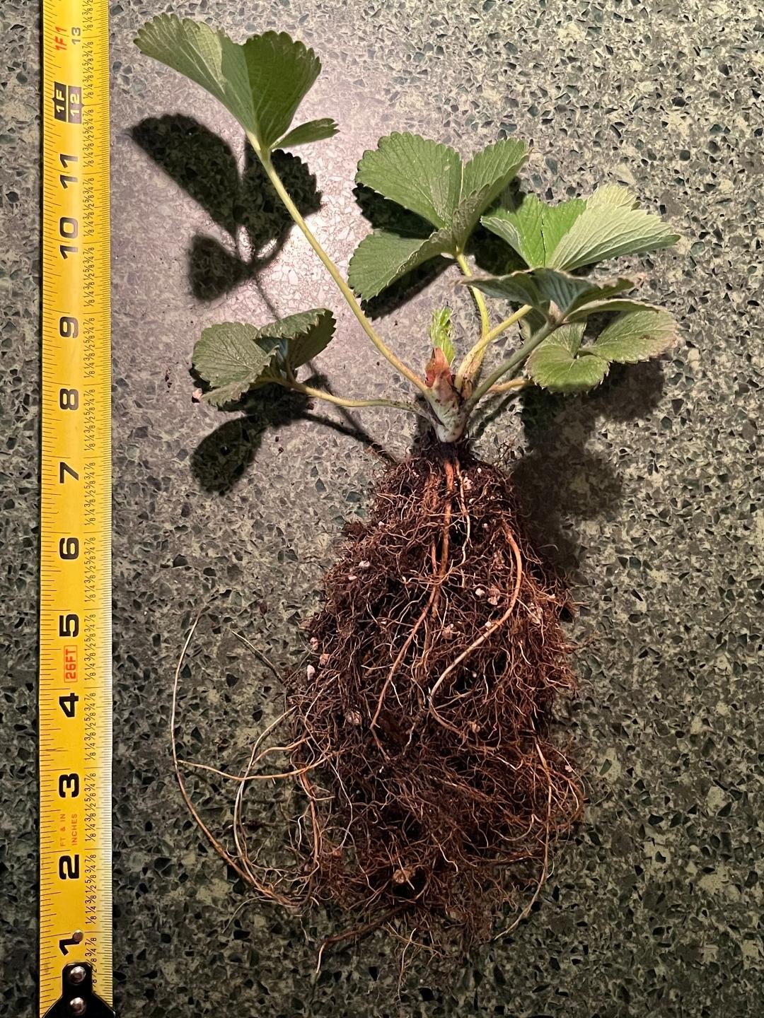 2 STRAWBERRY SEASCAPE PLANT LARGE ROOTS  6\