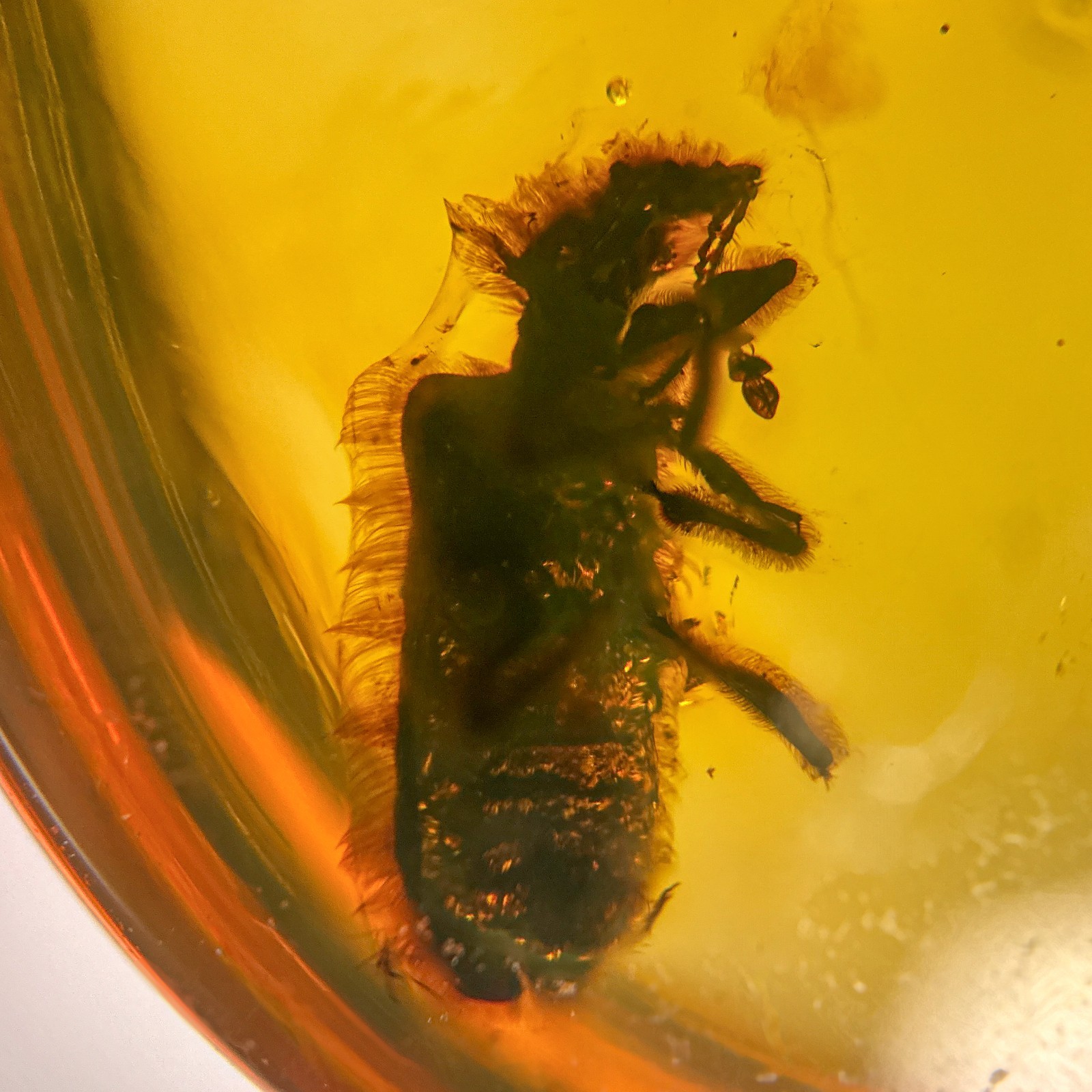Hairy Beetle in Burmese / Burmite amber fossil / 100% genuine amber