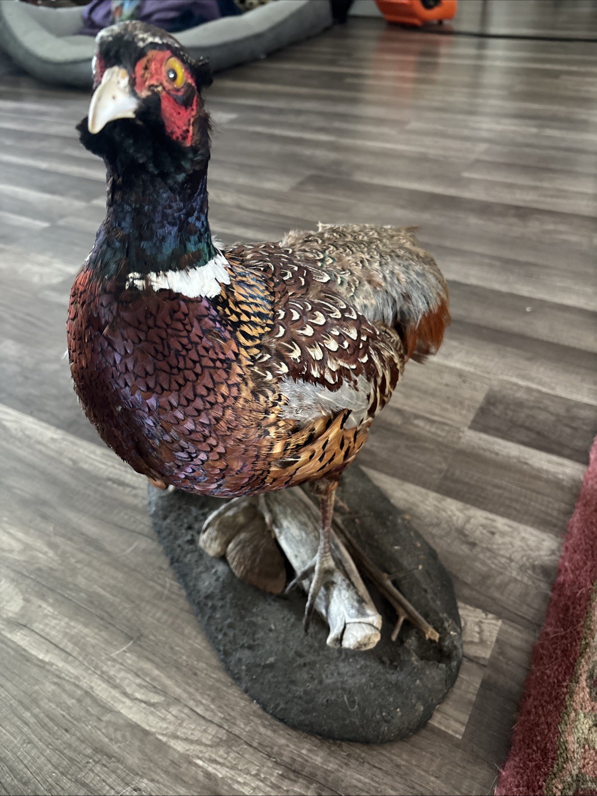 Taxidermy Ringneck Pheasant Mount on driftwood