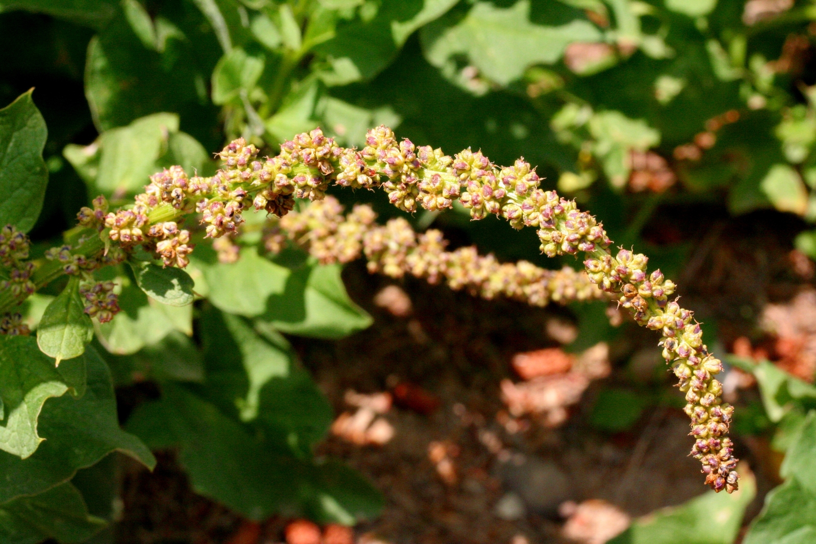 500 CHENOPODIUM BONUS-HENRICUS Seeds (Good-King-Henry) | 